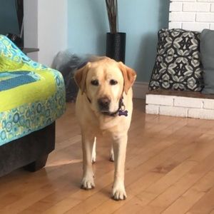 Meet your Posher, Abbey